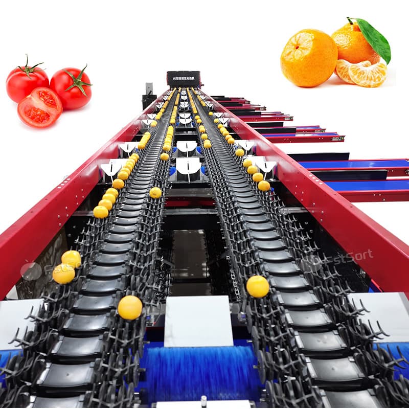 images/1769396586025citrus 4 lines 2.jpg